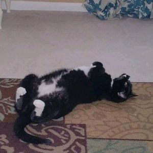 Meet your Posher, Marie